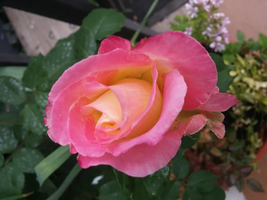 Balcon Del Velillos-